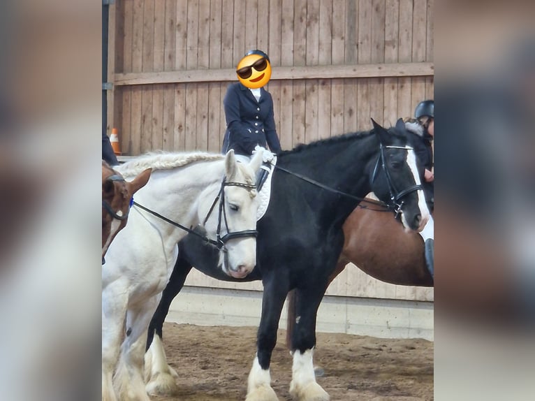 Shire Horse Mare 10 years 18,2 hh Black in Bayern