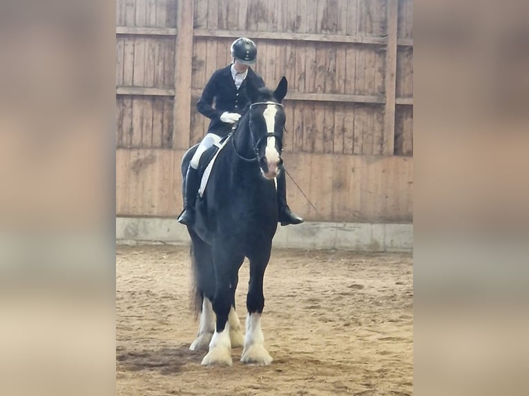 Shire Horse Mare 10 years 18,2 hh Black in Bayern