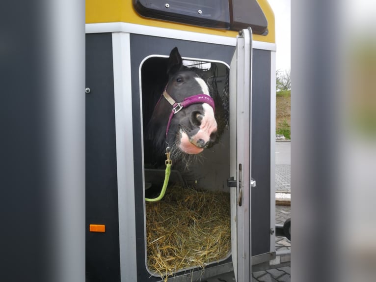 Shire Horse Mare 10 years 18,2 hh Black in Bayern