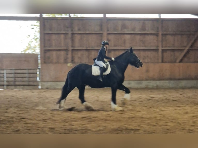 Shire Horse Mare 10 years 18,2 hh Black in Bayern