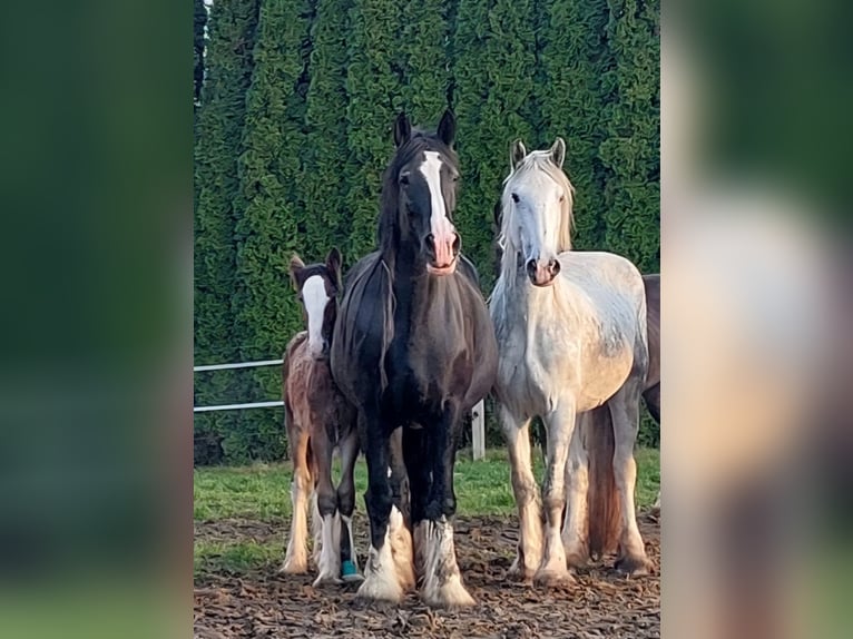 Shire Horse Mare 10 years 18,2 hh Black in Bayern