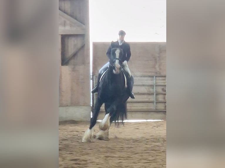 Shire Horse Mare 10 years 18,2 hh Black in Bayern