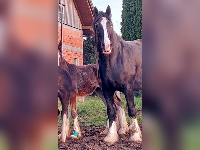 Shire Horse Mare 10 years 18,2 hh Black in Bayern