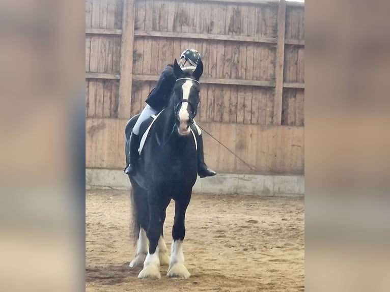 Shire Horse Mare 10 years 18,2 hh Black in Bayern