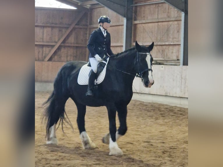 Shire Horse Mare 10 years 18,2 hh Black in Bayern