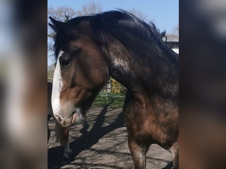 Shire Horse Mare 10 years 18 hh Brown in Brinjahe