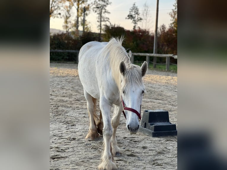 Shire Horse Mare 11 years 16.2 hh Grey in Hörstorf