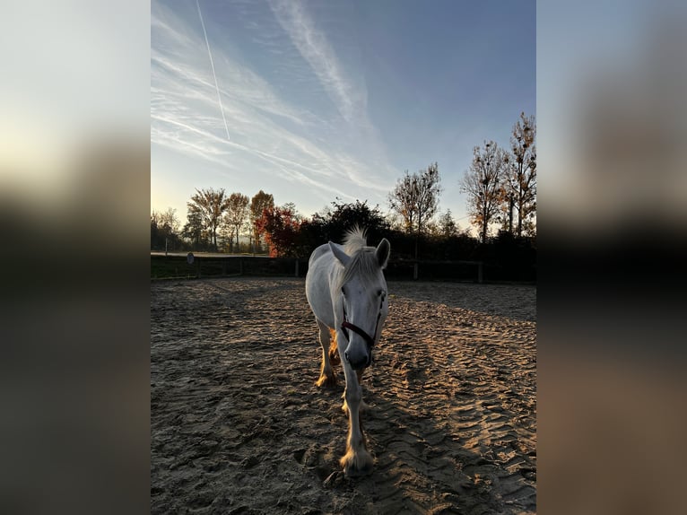Shire Horse Mare 11 years 16.2 hh Grey in Hörstorf