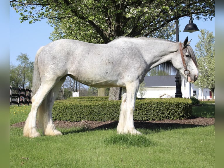 Shire Horse Mare 11 years 16,2 hh Sabino in Highland MI