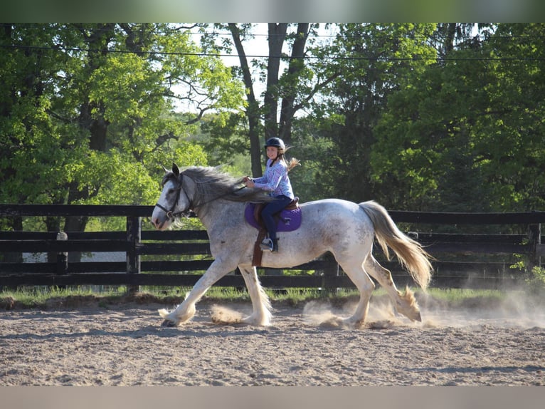 Shire Horse Mare 11 years 16,2 hh Sabino in Highland MI