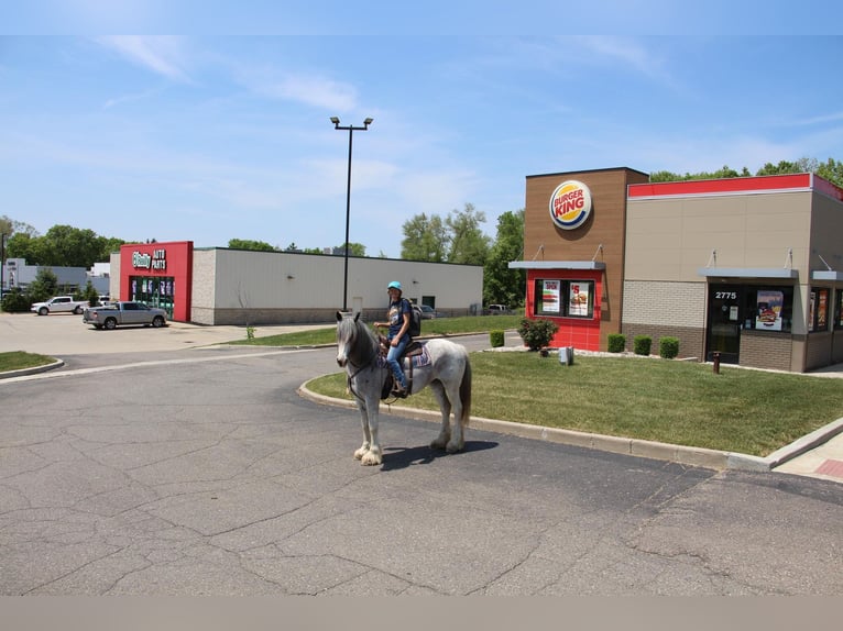 Shire Horse Mare 11 years 16,2 hh Sabino in Highland MI