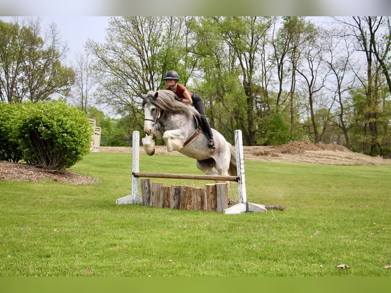 Shire Horse Mare 11 years 16,2 hh Sabino in Highland MI