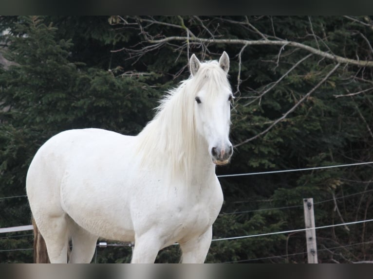 Shire Horse Mare 11 years 17,2 hh Gray in Bayern