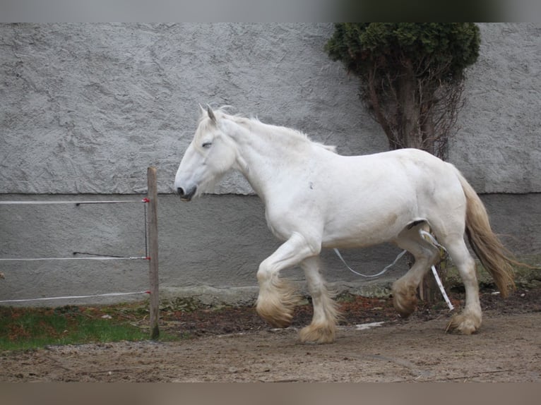 Shire Horse Mare 11 years 17,2 hh Gray in Bayern