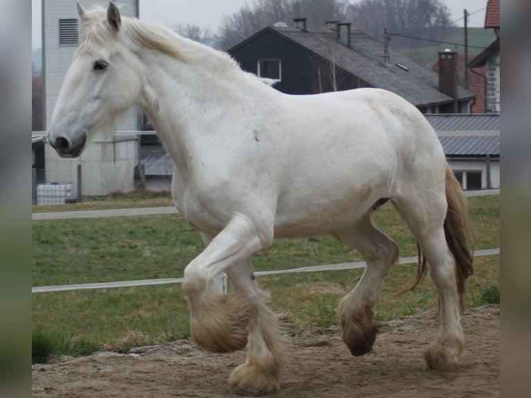 Shire Horse Mare 11 years 17,2 hh Gray in Bayern