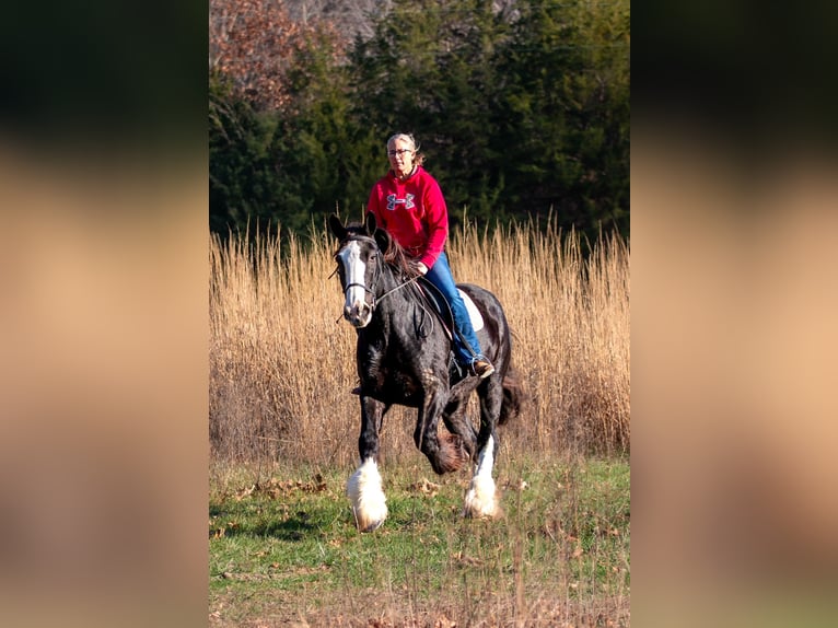 Shire Horse Mare 11 years 17 hh Black in Morriston, FL