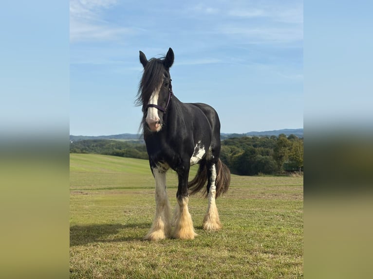 Shire Horse Mare 11 years 17,2 hh Black in Blankenheim