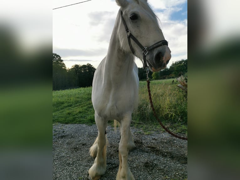 Shire Horse Mare 11 years 17,2 hh Grey in Ried im Innkreis Shire Horse Mare 11 years 17,2 hh Grey in Ried im Innkreis