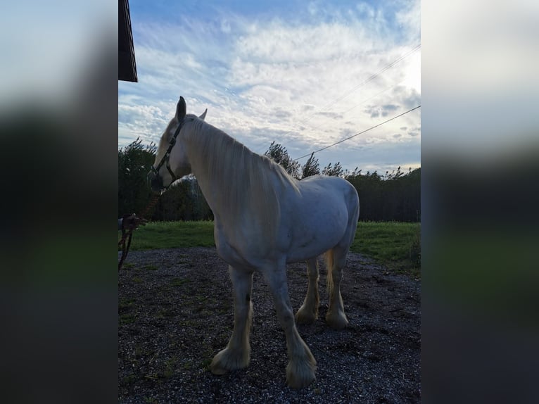 Shire Horse Mare 11 years 17,2 hh Grey in Ried im Innkreis Shire Horse Mare 11 years 17,2 hh Grey in Ried im Innkreis