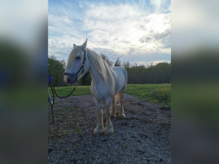 Shire Horse Mare 11 years 17,2 hh Grey in Ried im Innkreis Shire Horse Mare 11 years 17,2 hh Grey in Ried im Innkreis
