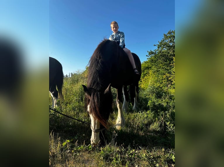 Shire Horse Mare 11 years 18 hh Black in Thorsø