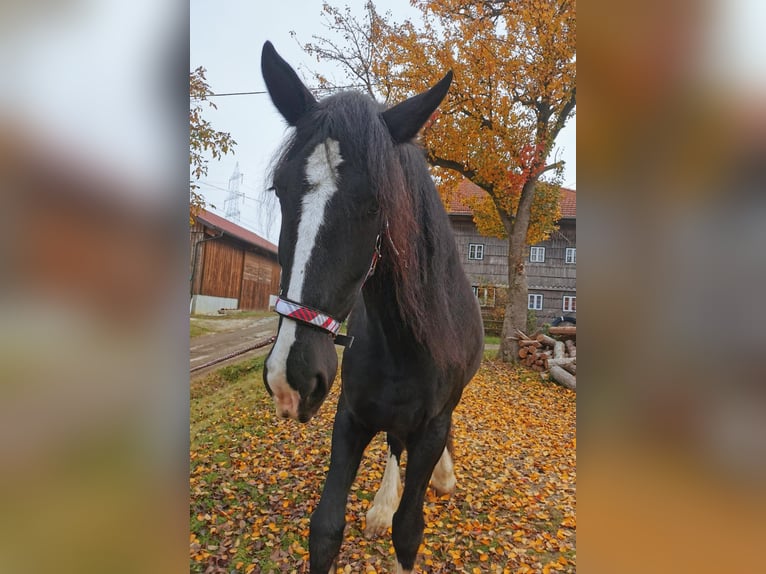 Shire Horse Mare 11 years 18 hh Black in Ried im Innkreis