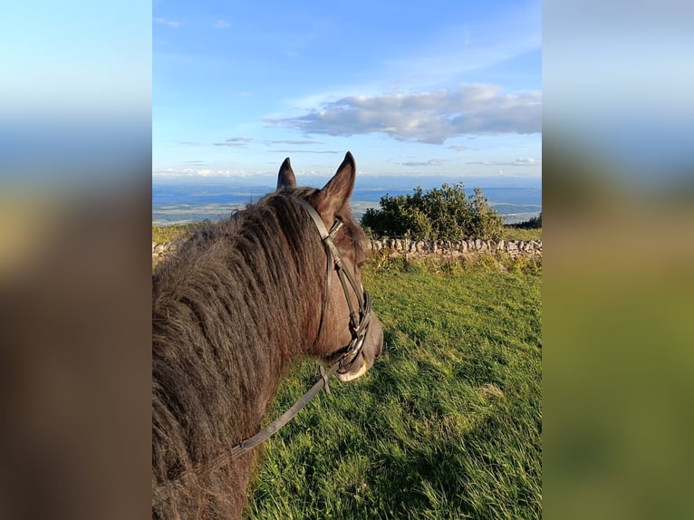 Shire Horse Mare 11 years 18,1 hh Black in Ebnet