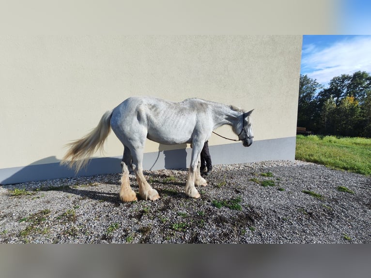 Shire Horse Mare 11 years 18,1 hh Grey in Eferding Shire Horse Mare 11 years 18,1 hh Grey in Eferding