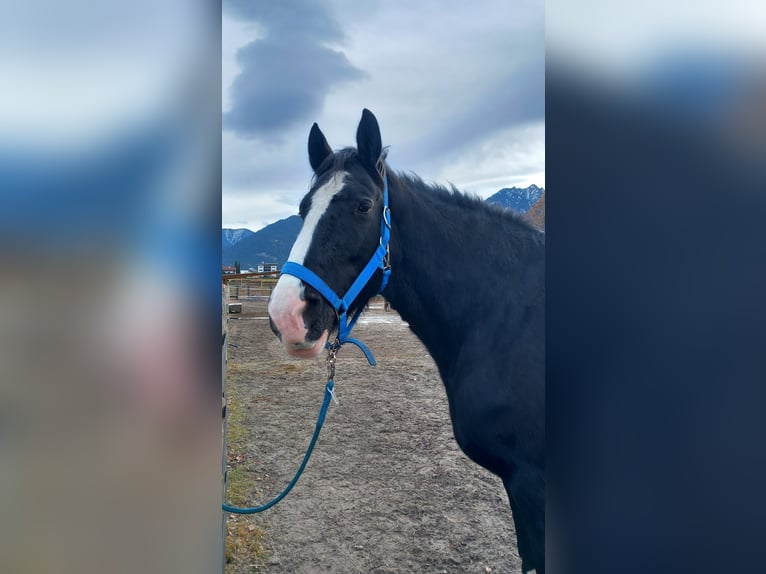 Shire Horse Mare 11 years 18,2 hh Bay-Dark in Reutte