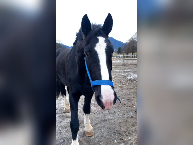 Shire Horse Mare 11 years 18,2 hh Bay-Dark in Reutte