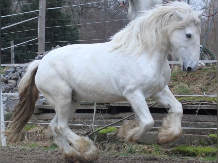 Shire Horse Mare 12 years 17,2 hh Gray in Bayern