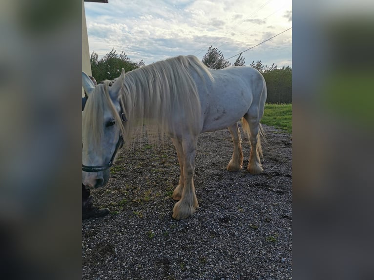 Shire Horse Mare 12 years 17.2 hh Grey in Ried im Innkreis