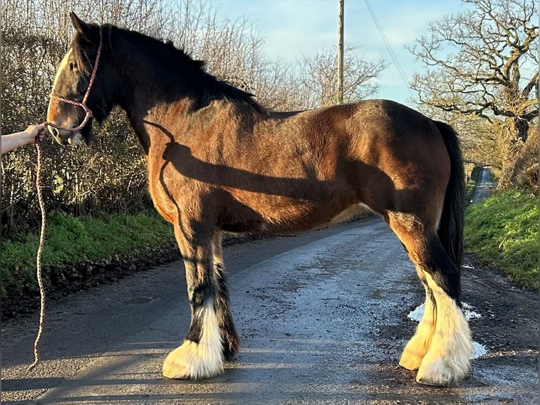 Shire Horse Mare 12 years  in winsford