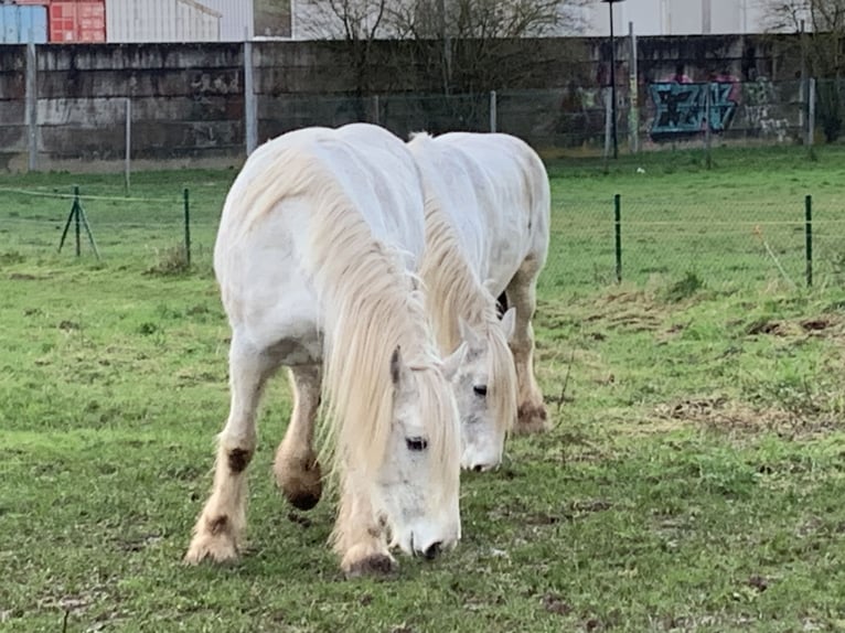 Shire Horse Mare 13 years 16,2 hh Gray in diekirch