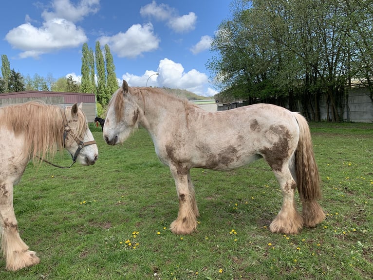 Shire Horse Mare 13 years 16,2 hh Gray in diekirch