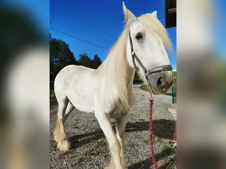 Shire Horse Mare 13 years 17.1 hh Grey in Ried im Innkreis