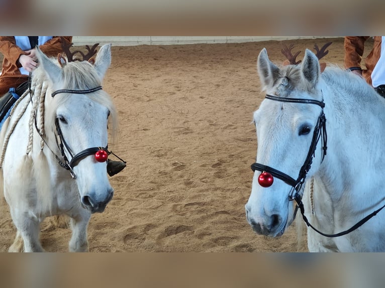 Shire Horse Mare 13 years 17,1 hh Grey in Ried im Innkreis