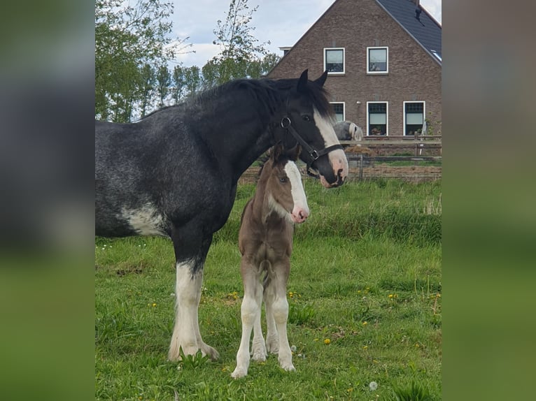 Shire Horse Mare 14 years 17,1 hh Black in Sint-Annaland