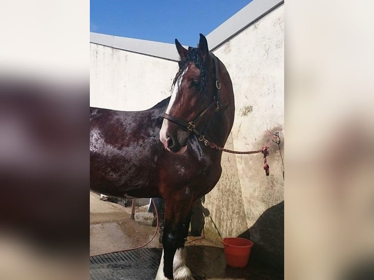 Shire Horse Mare 14 years 17,2 hh Bay in essex