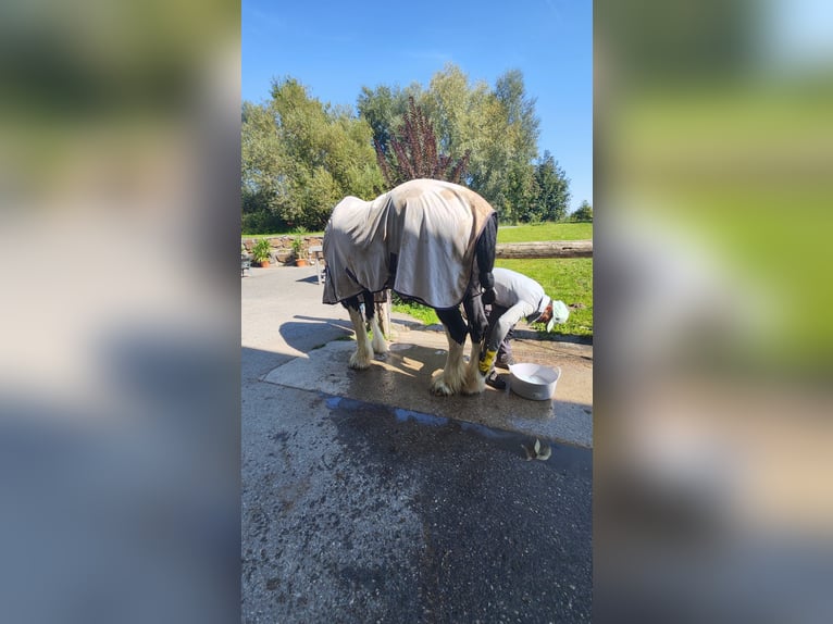 Shire Horse Mare 14 years 17.2 hh Black in Ried im Innkreis