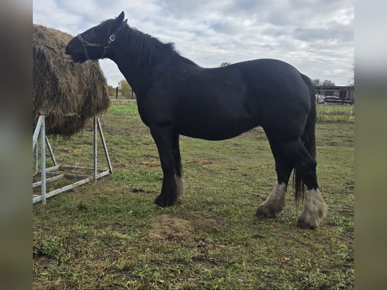Shire Horse Mare 14 years 17 hh Black in Obrąb