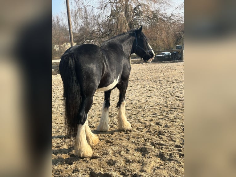 Shire Horse Mare 14 years 17,2 hh Black in Ried im Innkreis