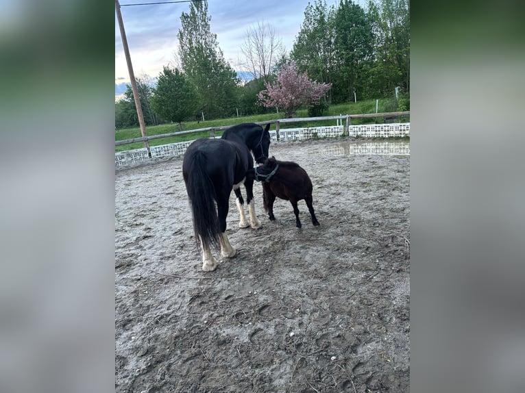 Shire Horse Mare 14 years 17,2 hh Black in Ried im Innkreis