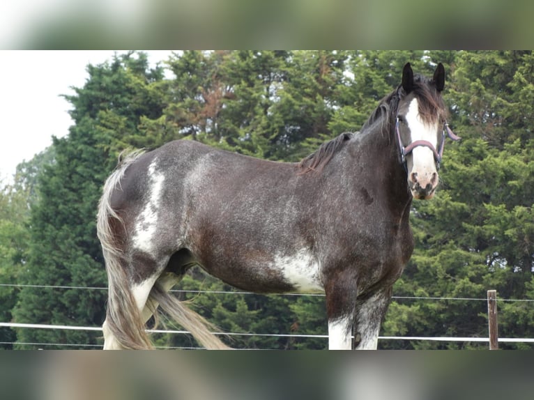 Shire Horse Mare 15 years 17,1 hh Black in Sint-Annaland