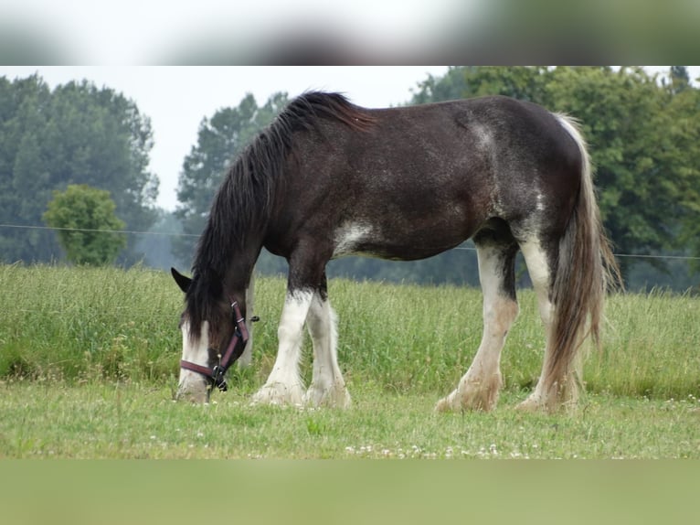 Shire Horse Mare 15 years 17,1 hh Black in Sint-Annaland