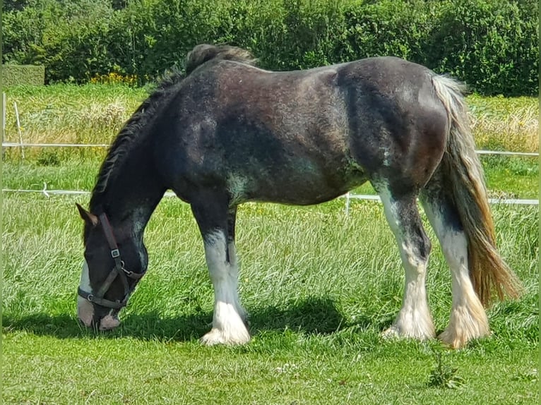 Shire Horse Mare 15 years 17,1 hh Black in Sint-Annaland