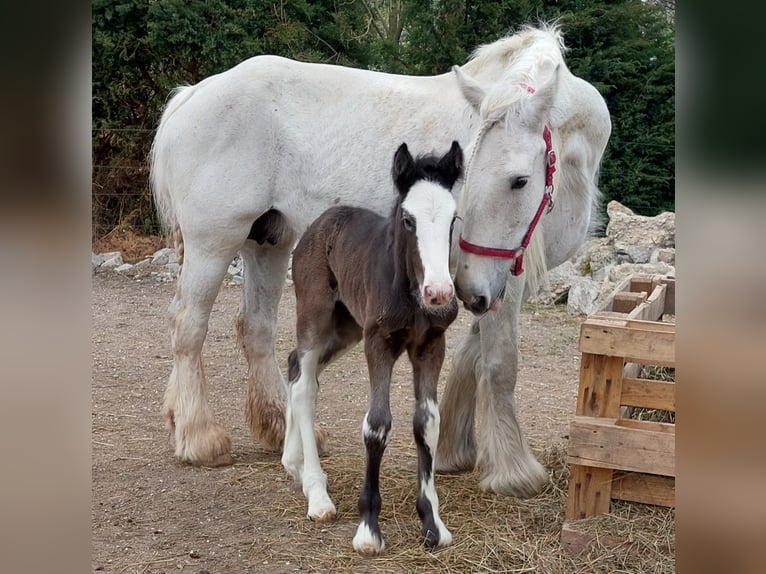 Shire Horse Mare 15 years 17.2 hh Grey in Ried im Innkreis