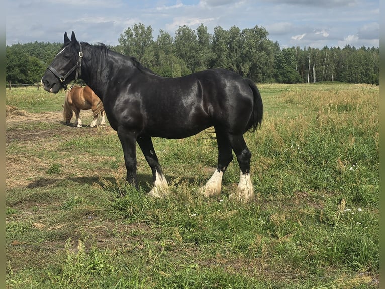 Shire Horse Mare 15 years 17 hh Black in Obrąb