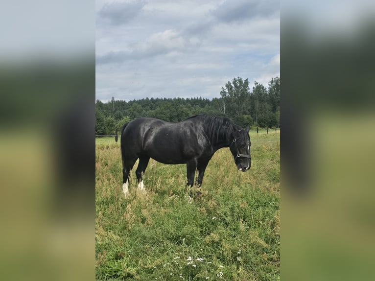 Shire Horse Mare 15 years 17 hh Black in Obrąb