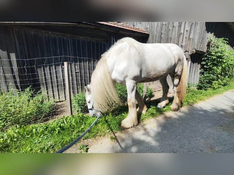 Shire Horse Mare 15 years 17,1 hh Grey in Ried im Innkreis Shire Horse Mare 15 years 17,1 hh Grey in Ried im Innkreis